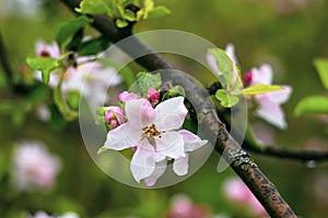 Blooming apple tree branch. Springtime, flower background. Blossom garden, floral wallpaper