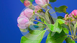 Blooming apple tree branch. Time lapse