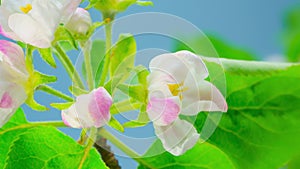 Blooming apple tree branch. Time lapse