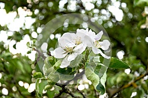 Blooming apple tree branch with white flowers close-up