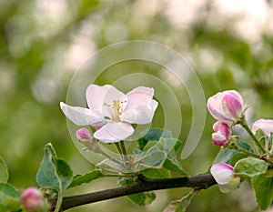 Blooming apple tree branch with white flowers close-up