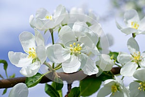 Blooming apple tree branch. White flowers close-up against a blue sky. Wallpaper
