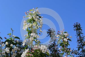 Blooming apple tree. Branches with beautiful white flowers