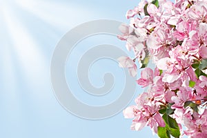 Blooming apple tree branches border, white and pink flowers and green leaves on blue sky and sun beams background close up