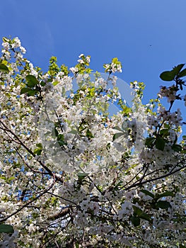 Blooming apple tree branches. White flowers against the bright blue sky and sunlight. Spring  landscape