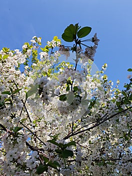 Blooming apple tree branches. White flowers against the bright blue sky and sunlight. Spring  landscape