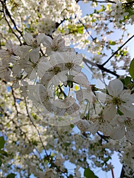 Blooming apple tree branches. White flowers against the bright blue sky and sunlight. Spring  landscape