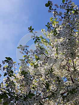 Blooming apple tree branches. White flowers against the bright blue sky and sunlight. Spring  landscape