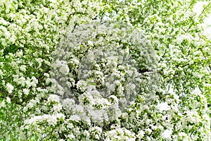 Blooming apple tree branches with white flowers closeup, fresh green foliage blurred background, beautiful spring cherry blossom