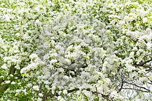 Blooming apple tree branches with white flowers closeup, fresh green foliage blurred background, beautiful spring cherry blossom