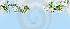 Blooming apple tree branches white flowers green leaves blue sky background close up, beautiful cherry blossom, sakura garden