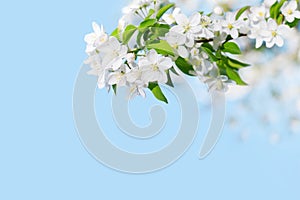 Blooming apple tree branches white flowers green leaves blue sky background closeup beautiful cherry blossom sakura garden spring