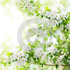 Blooming apple tree branches, white flowers on green leaves blurred bokeh background close up, spring cherry sakura blossom