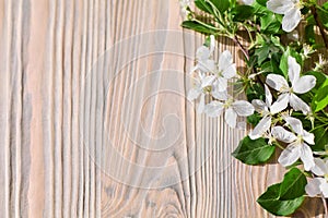 Blooming apple tree branches, white flowers, green leaves, light wooden background closeup, beautiful cherry blossom, sakura bloom