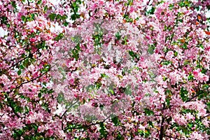 Blooming apple tree branches, white and pink flowers bunch, green leaves on blurred background close up,, cherry blossom, sakura