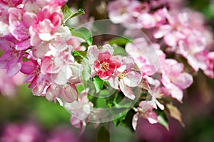 Blooming apple tree branches, white and pink flowers bunch, green leaves on blurred background close up,, cherry blossom, sakura