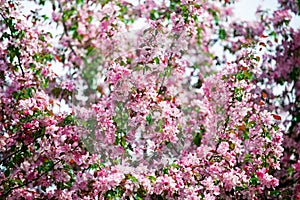 Blooming apple tree branches, white and pink flowers bunch, green leaves on blurred background close up,, cherry blossom, sakura