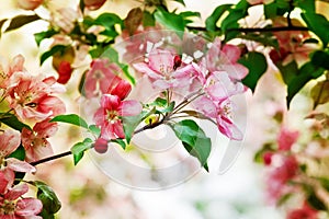 Blooming apple tree branches, white and pink flowers bunch, green leaves on blurred background close up,, cherry blossom, sakura