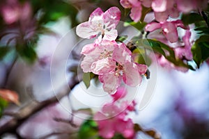 Blooming apple tree branches, white and pink flowers bunch, green leaves on blurred background close up,, cherry blossom, sakura