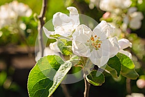 Blooming apple tree with buds. Springtime background. Flowers of apple tree, close up. Spring garden landscape. Apple blossom.