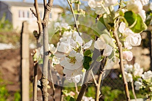 Blooming apple tree with buds. Springtime background. Flowers of apple tree, close up. Spring garden landscape. Apple blossom.