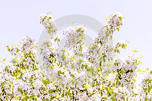 Blooming apple tree close-up on a background of blue sky