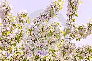 Blooming apple tree close-up on a background of blue sky