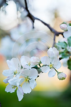 Blooming apple tree