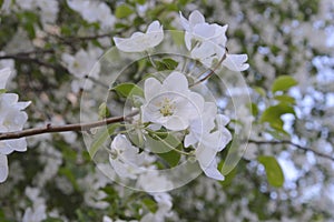Blooming apple tree with delicate white flowers. Spring natural background