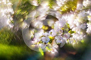 Blooming apple tree and extremely Swirly Bokeh