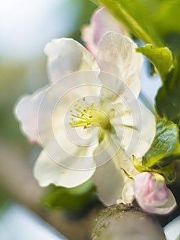 Blooming apple tree flower in may