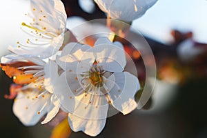 Blooming apple tree flowers