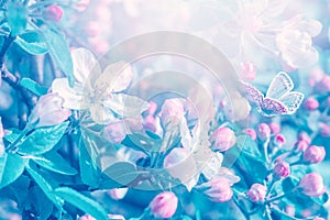 Blooming apple tree flowers, butterfly, dreamy sunny background. Soft focus. Greeting gift card template. Pastel pink and blue