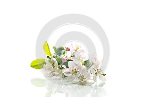 blooming apple tree flowers isolated on white background