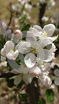 Blooming apple tree flowers in the spring close up