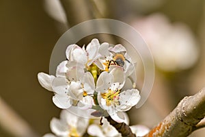 Blooming apple tree in the garden. Close-up, fashionable toning