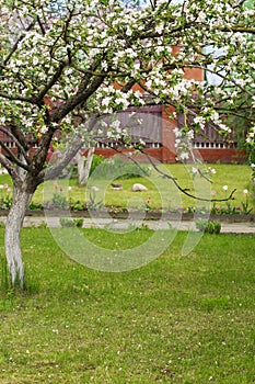 Blooming apple tree in the garden with fresh green grass, walkway and fence. Yard in sunny summer day. Vertical image