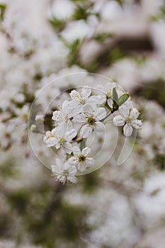 Blooming apple tree in the garden on a spring day with blurred background.