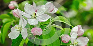 Blooming apple tree in the garden. Spring seasonal of growing plants. Gardening concept