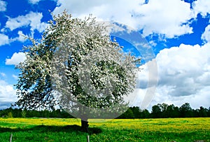 Blooming apple tree in a green meedow