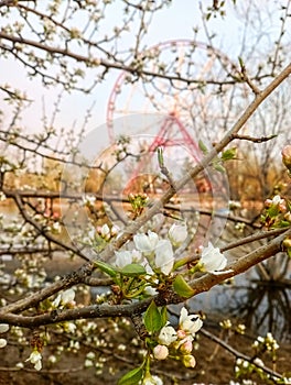 Blooming apple tree in Irkutsk