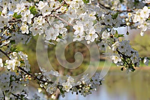 Blooming Apple Tree by the Lake photo