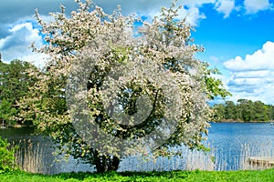 A blooming apple tree at lakeside