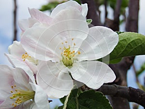 Blooming apple tree. Macro view white flowers. Spring nature landscape. Soft background. Apple trees flowers