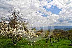 Blooming apple tree in old orchard at spring day