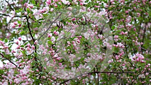 Blooming apple tree in the park in spring. Rose petals of a blooming Apple tree.