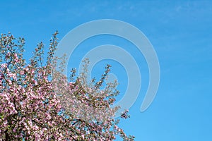 Blooming apple tree with pink blossoming branches in sunny day on spring against blue sky. Background with flowers in bloom