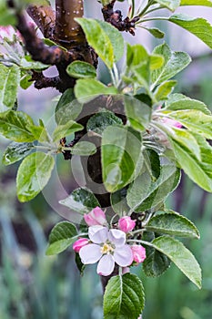 Blooming apple tree after rain