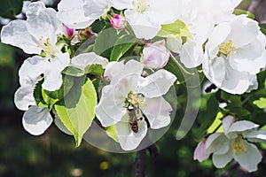 Blooming apple tree in the rays of sunlight. The wasp sits on a flower