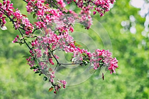 Blooming apple tree with saturated pink flowers